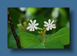 Helengeli 062